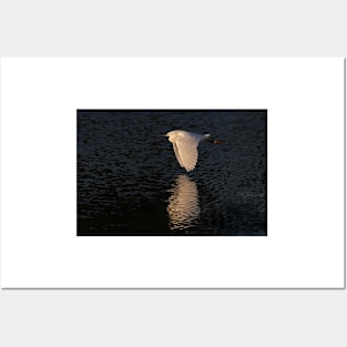 Snow over Water - Snowy Egret Posters and Art